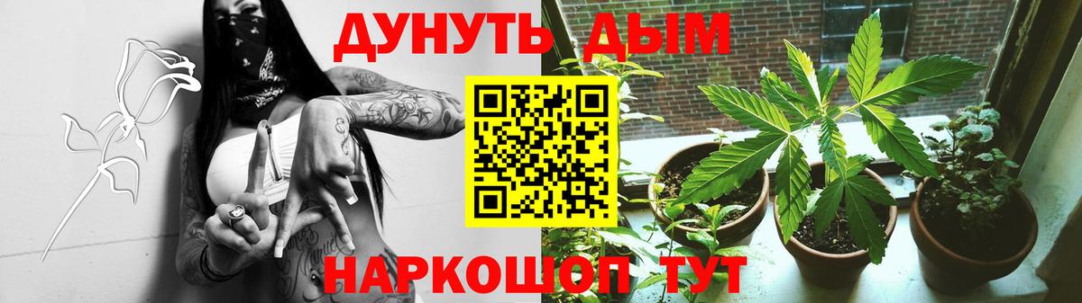 Каннабис OG Kush Кимры